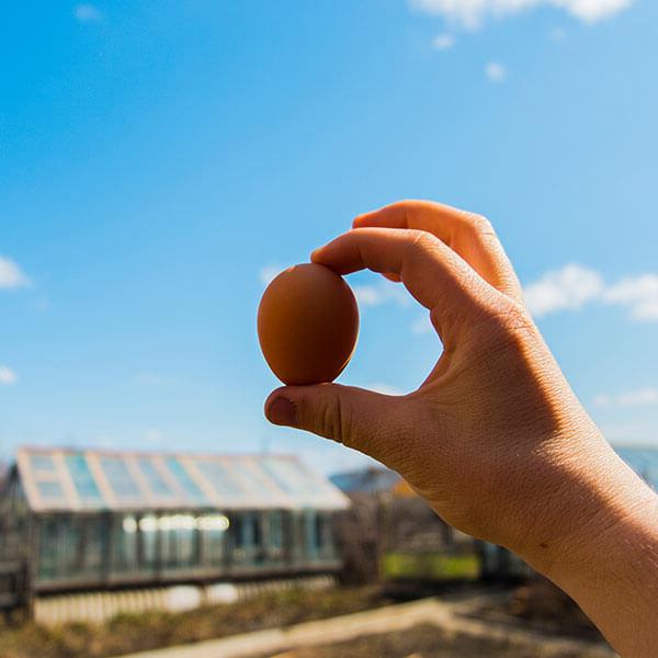 手拿鸡蛋在鸡笼之上-养鸡场